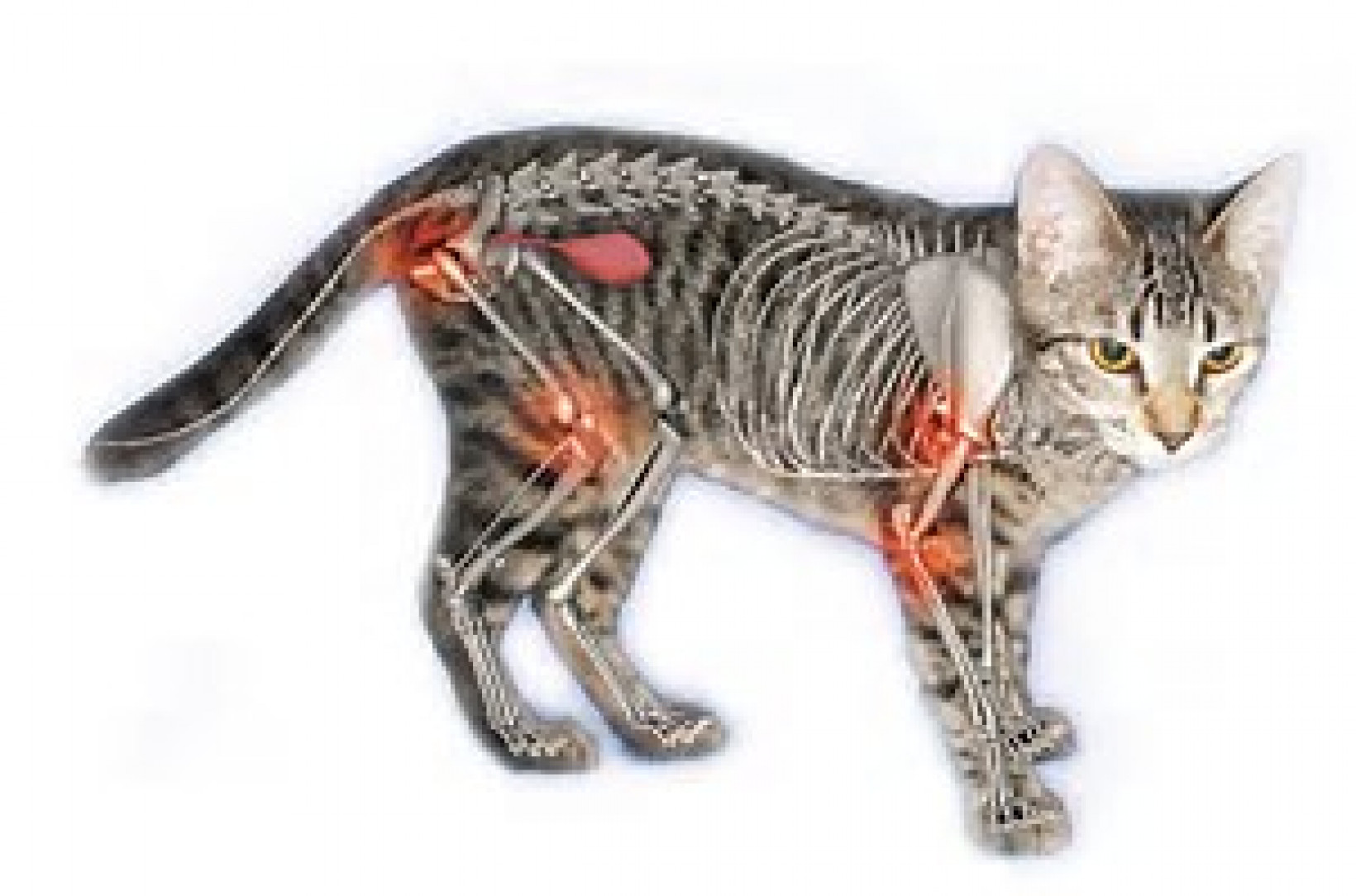 Artrose bij katten